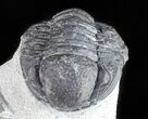 Bargain, Gerastos Trilobite Fossil - Morocco #57631-3